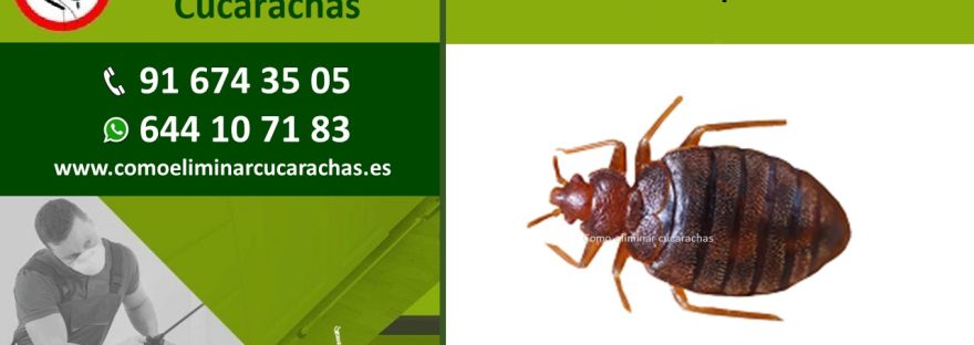 Como eliminar una plaga de chinches en España