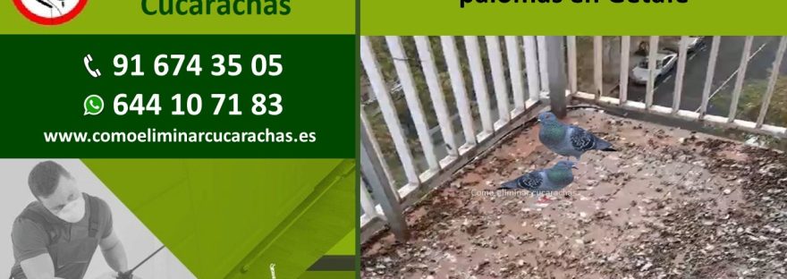 Empresas control de plagas de palomas en Getafe