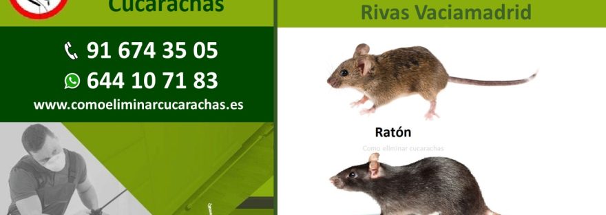 Empresas control de plagas de ratas y ratones en Rivas Vaciamadrid