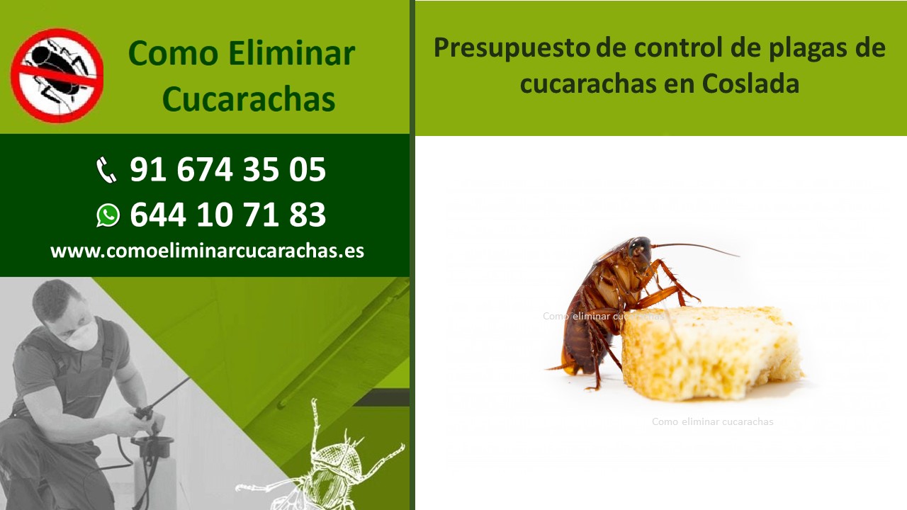Presupuesto De Control De Plagas De Cucarachas En Coslada Empresa De Control De Plagas En Madrid