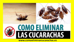 Como eliminar cucarachas en Madrid