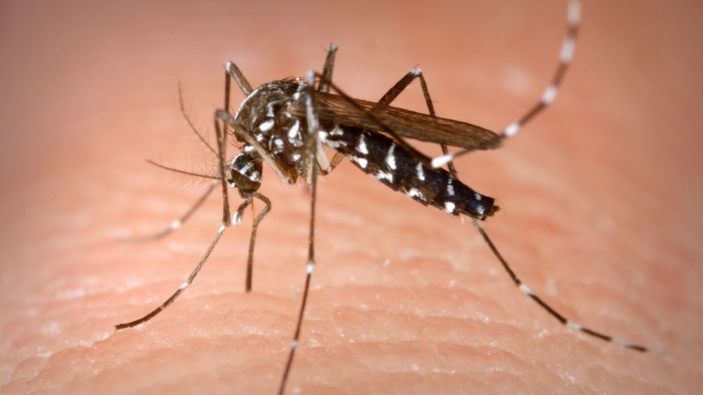 Empresas control de plagas de mosquitos en Mejorada del Campo