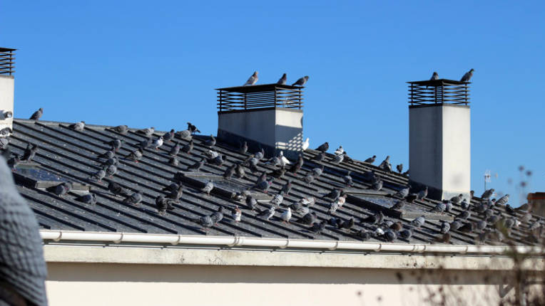 Empresas control de plagas de palomas en Tres Cantos